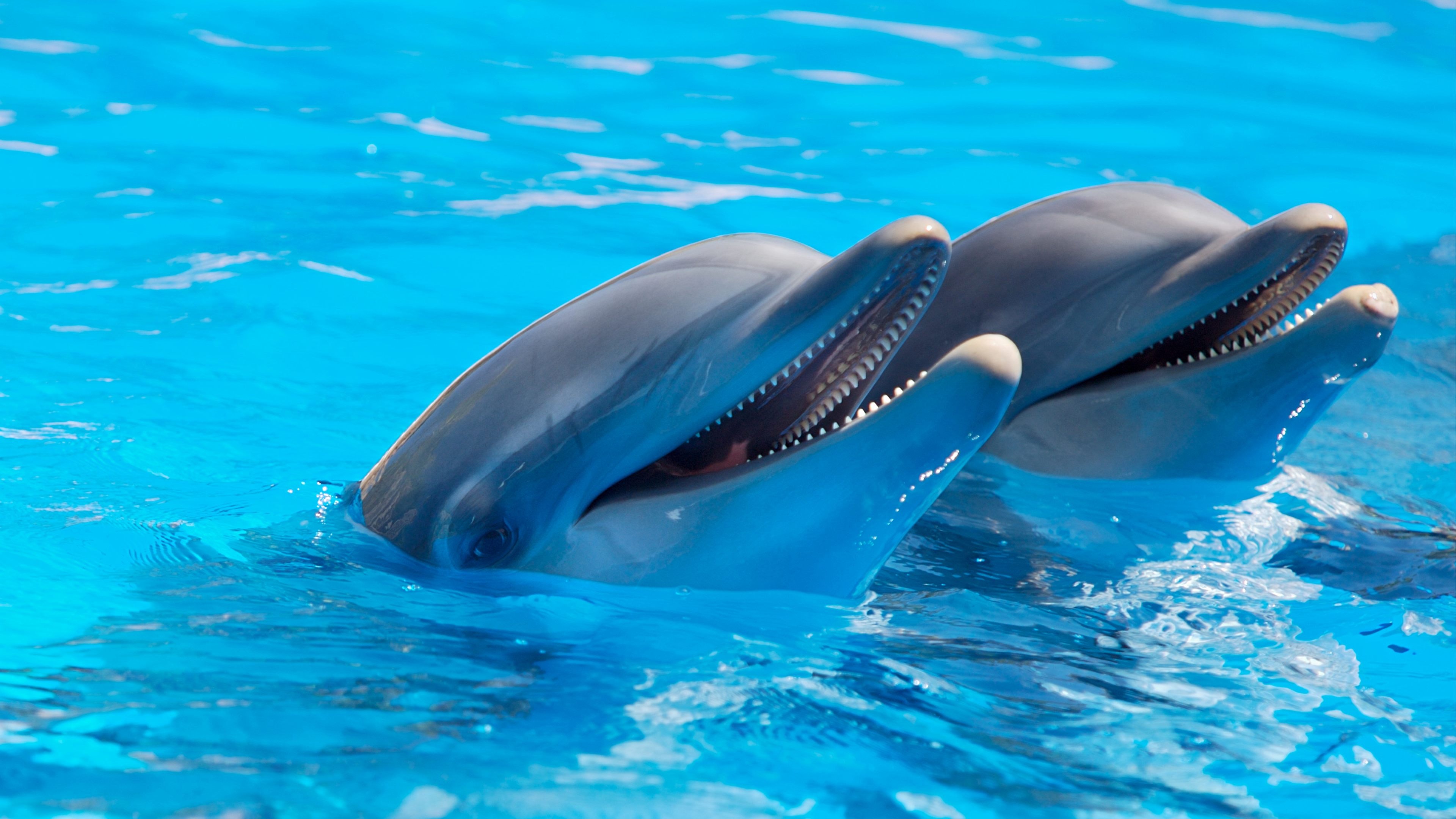 animal-cute-dolphins-225869